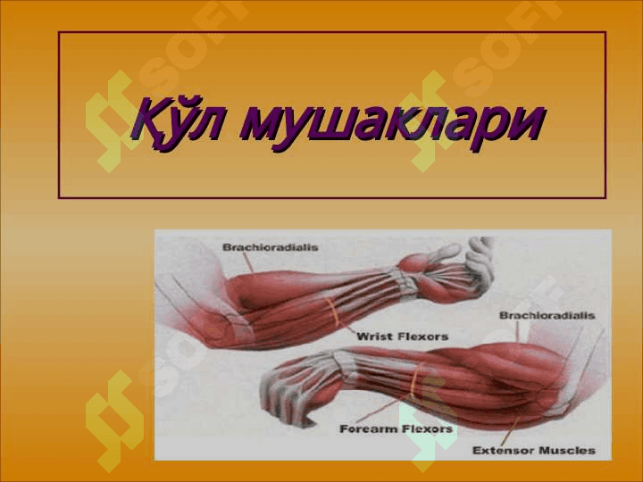 Елка камари ва елка мушаклари. Билак мушаклари ва фасциялари. Қўл кафти мушаклари. Қўл кафтининг пай қинлари. Уларнинг ёшга доир хусусиятлари. 2