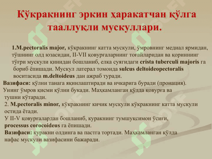 Кўкрак мушаклари. Диафрагма. Уларнинг ёшга қараб ўзгариши. Қорин мушаклари. Қорин тўғри мушаги қини. Оқ чизиқни ҳосилбўлиши. Чов канали. Уларнинг ёшга қараб ўзгариши. 5