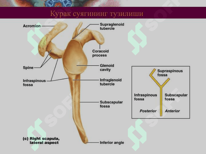 ЕЛКА КАМАРИ ВА ҚЎЛ ЭРКИН ҚИСМИ СУЯКЛАРИ: ТУЗИЛИШИ ВА ЁШГА ДОИР ХУСУСИЯТЛАРИ 6