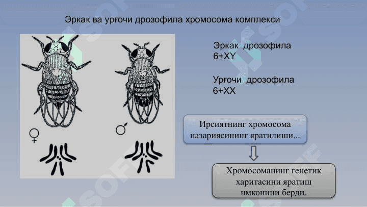 Ирсиятнинг хромосома назарияси 5
