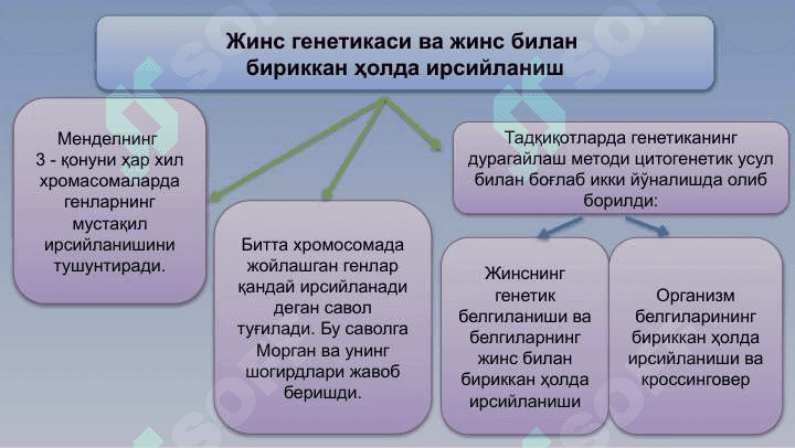 Ирсиятнинг хромосома назарияси 6