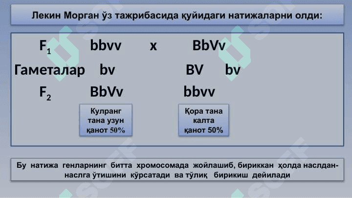 Ирсиятнинг хромосома назарияси 8