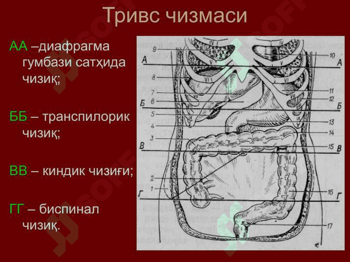 Қорин деворлари клиник анатомияси 5