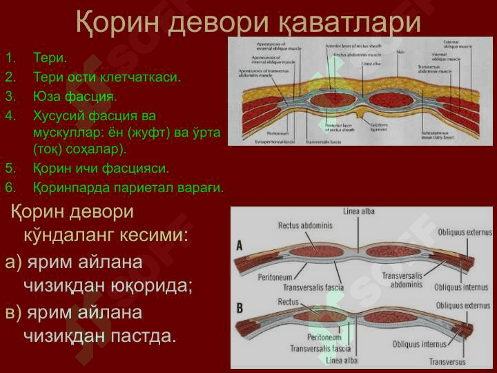 Қорин деворлари клиник анатомияси 7