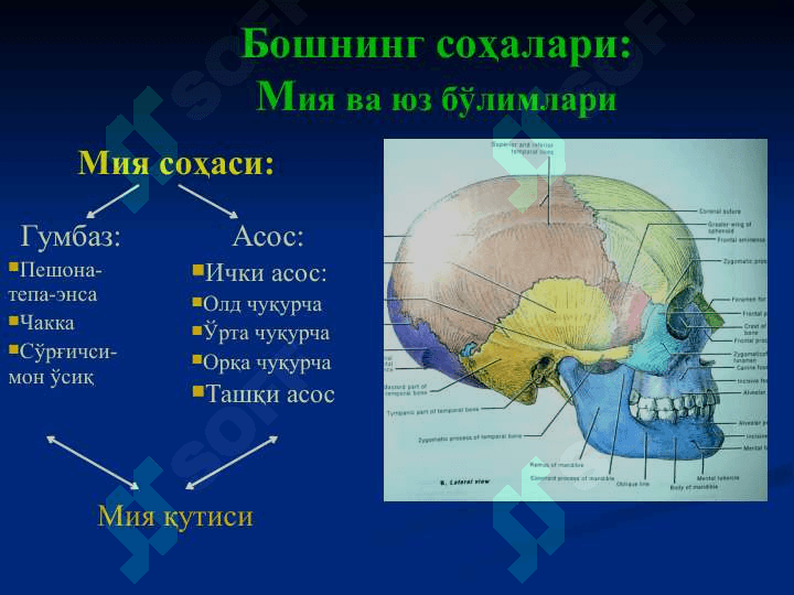 БОШНИНГ КЛИНИК АНАТОМИЯСИ 4