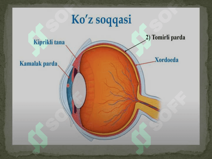 Ko‘zning optik tizimi 6