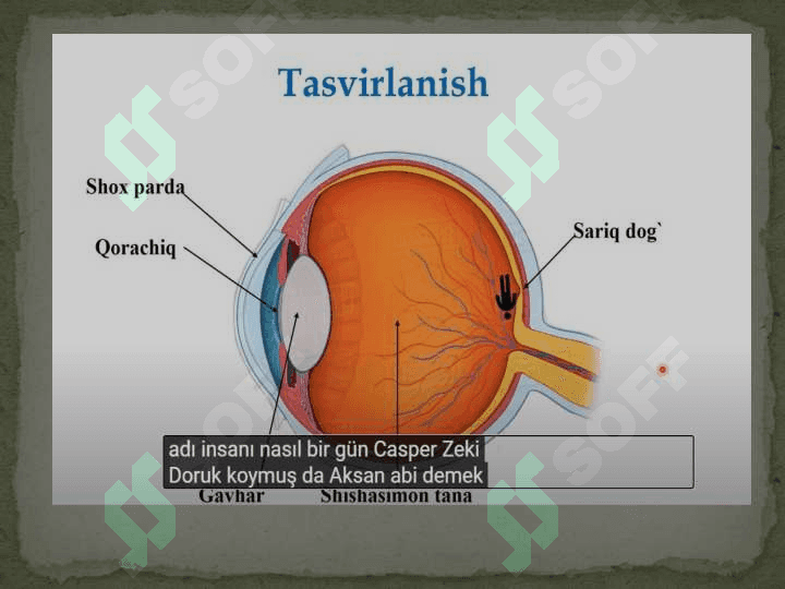 Ko‘zning optik tizimi 8