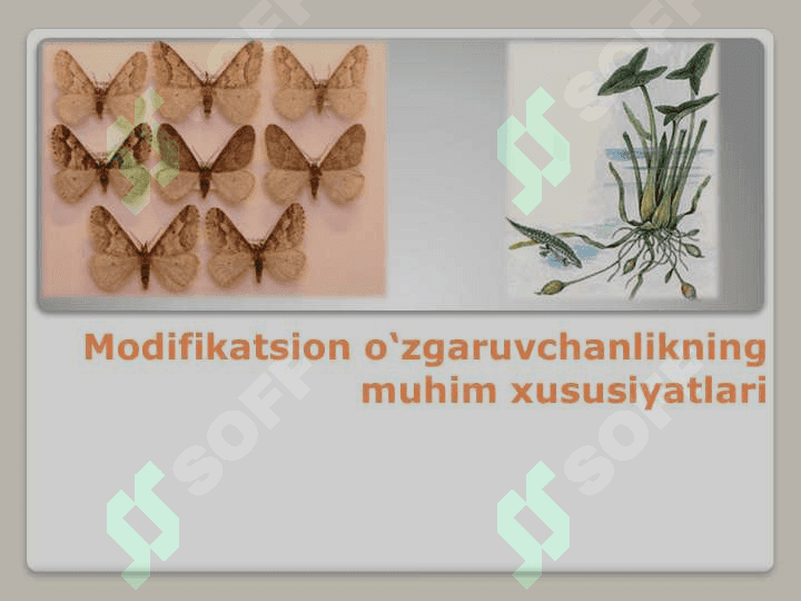O‘zgaruvchanlik Узгарувчанлик ўзгарувчанлик 6