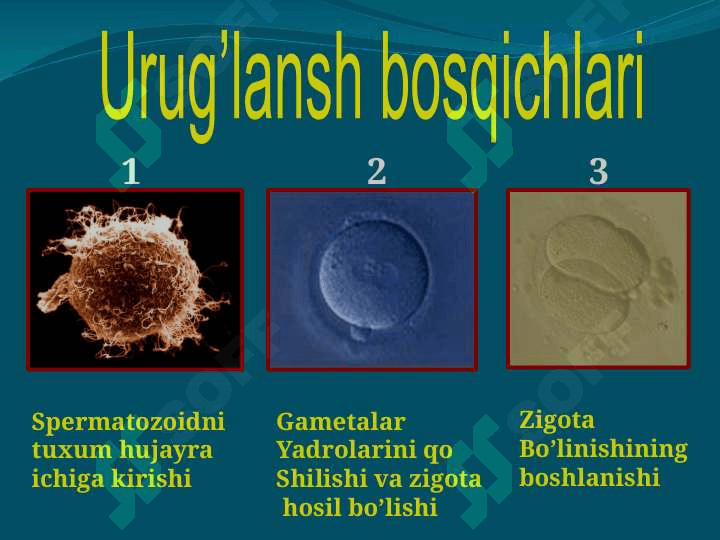 Ontogenez Онтогенез 3