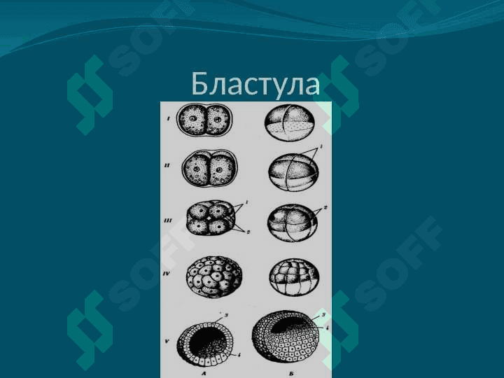 Ontogenez Онтогенез 7