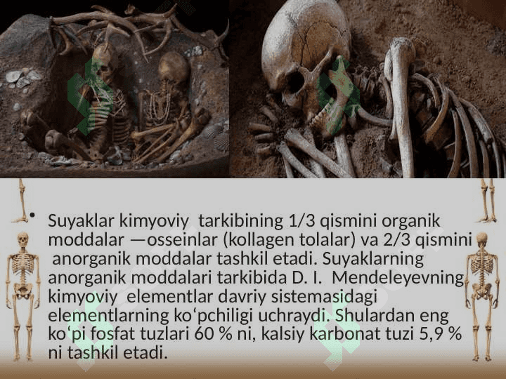 Suyaklarning tuzilishi va o‘sishi 5