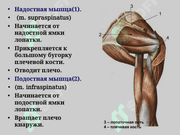 Мышцы верхних конечностей Мышцы плечевого пояса 6