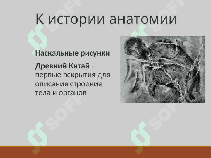 Анатомия как наука история анатомия 5
