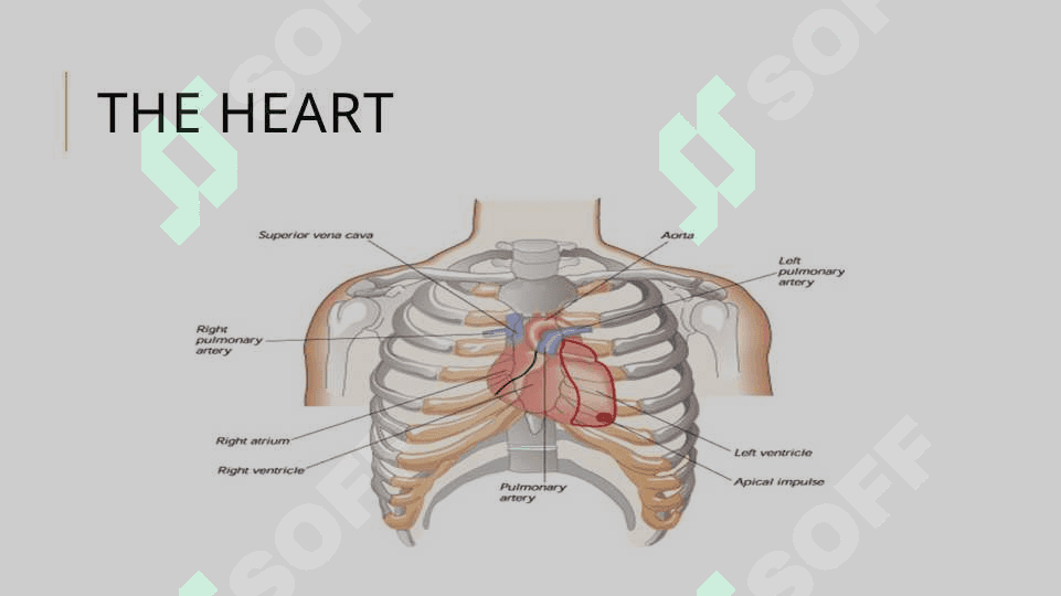 The chest 8