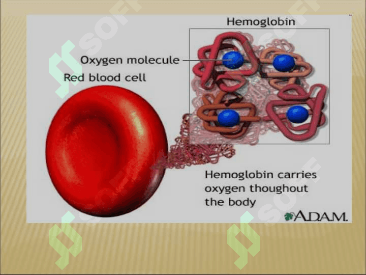 Anemia 2