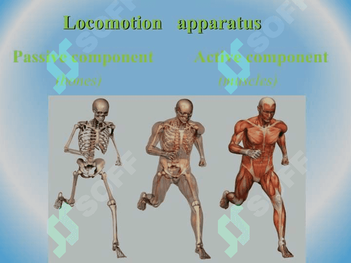 DEVELOPMENT AND GROWTH OF BONES 2