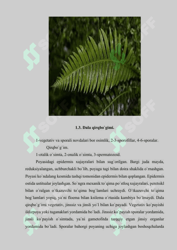 OCHIQ URUG’LI O’SIMLIKLAR BO’LIMI..docx 6