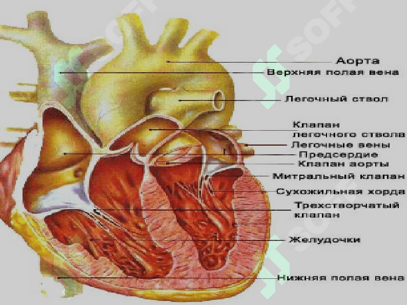 Миокард ишемияси ва юрак мушаги некрози синдромида хамширалик жараёни 2