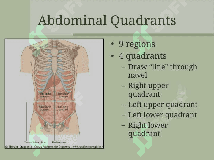 The Abdomen Qorin bo'shlig'i 3