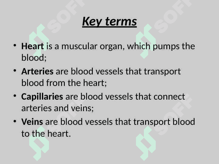 Heart and blood vessels 3