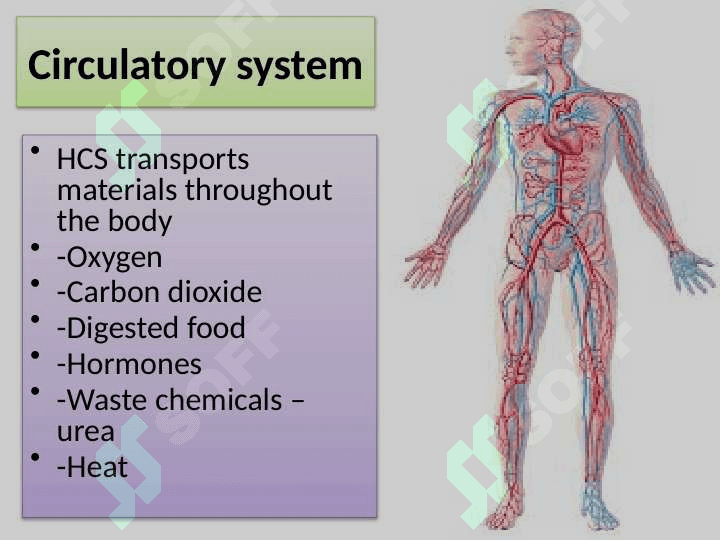 Heart and blood vessels 4