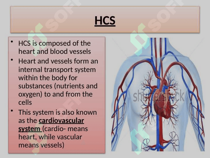 Heart and blood vessels 5