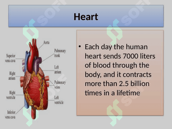 Heart and blood vessels 6