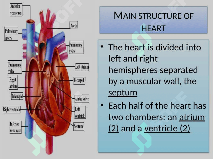 Heart and blood vessels 7
