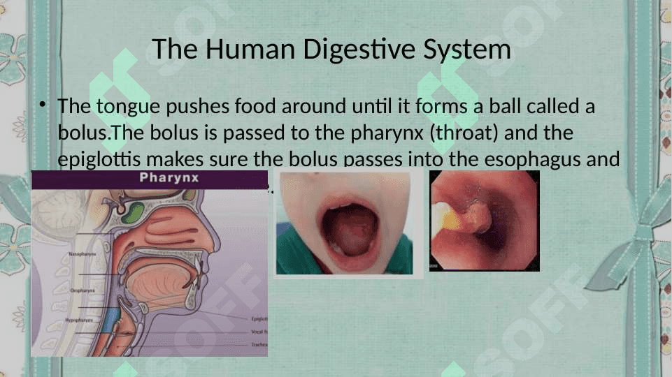 The digestive system and process of digestion and absorption 8