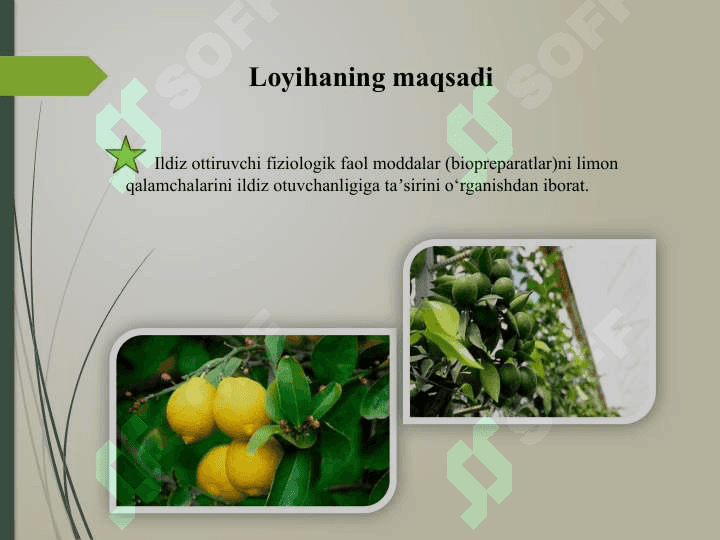 Limonning yashil   qalamchalaridan intensiv usulda ko‘chat yetishtirish 4