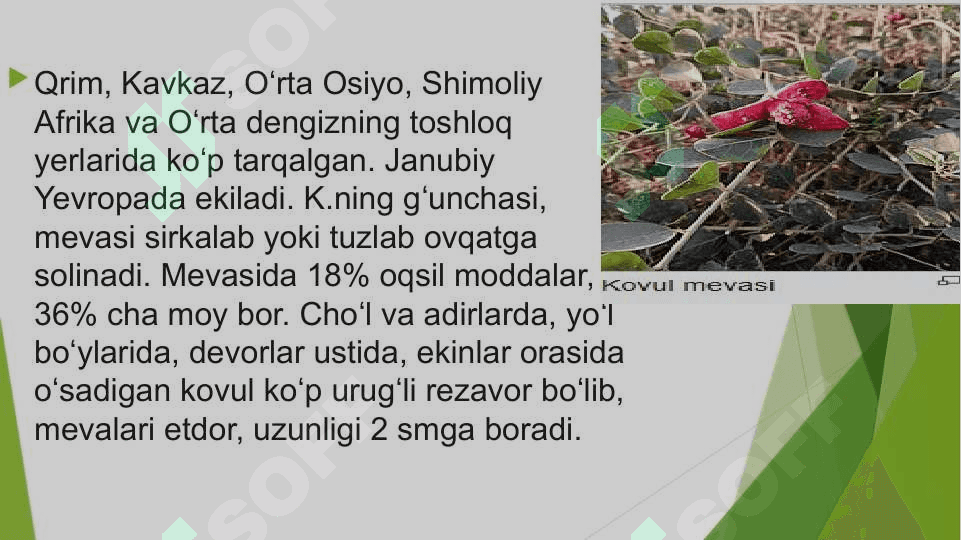 Kovuldoshlar  (Cappaceae) oilasi. 2