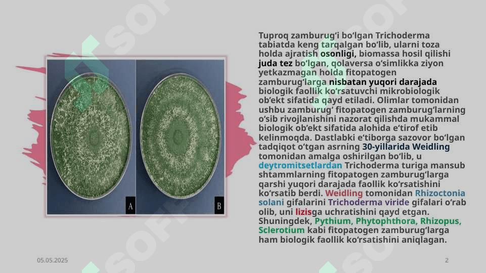 Trixoderma zamburug’i 2