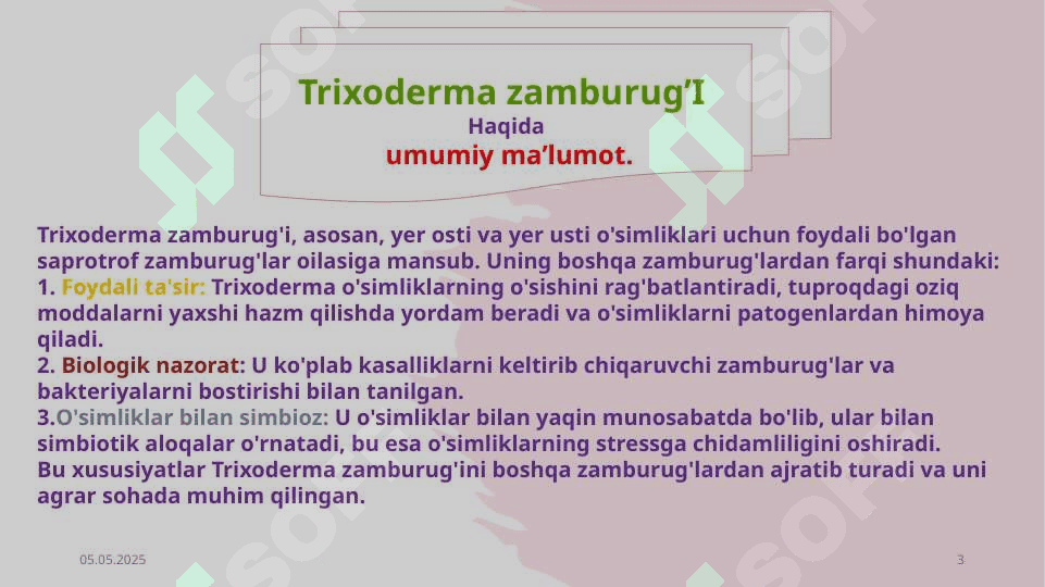 Trixoderma zamburug’i 3