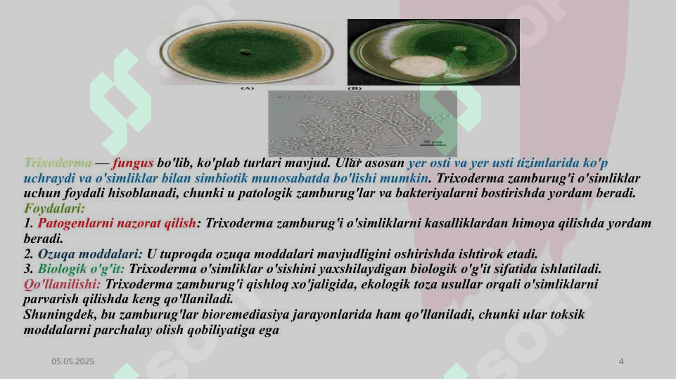 Trixoderma zamburug’i 4