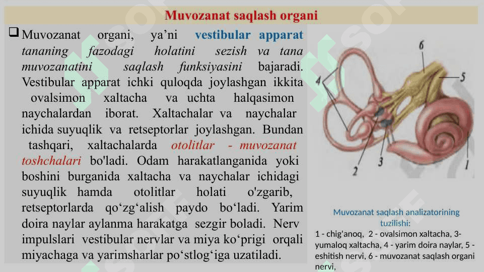 Muvozanat saqlash, muskul sezish va tuyg‘u organlari 2