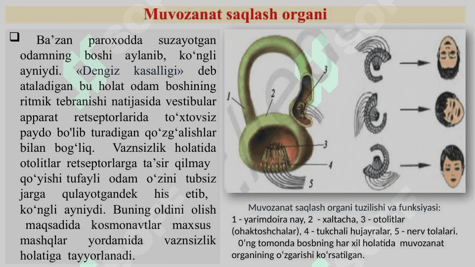 Muvozanat saqlash, muskul sezish va tuyg‘u organlari 3