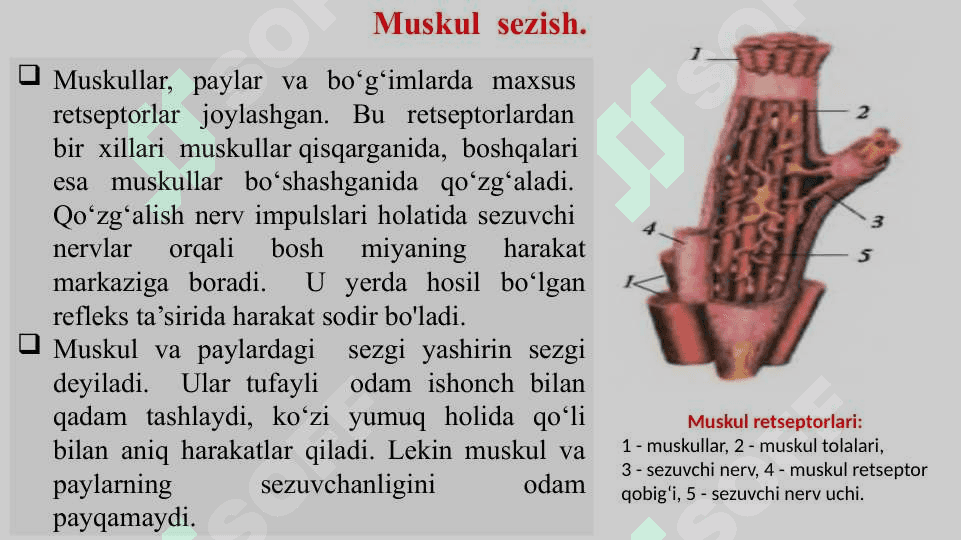 Muvozanat saqlash, muskul sezish va tuyg‘u organlari 4