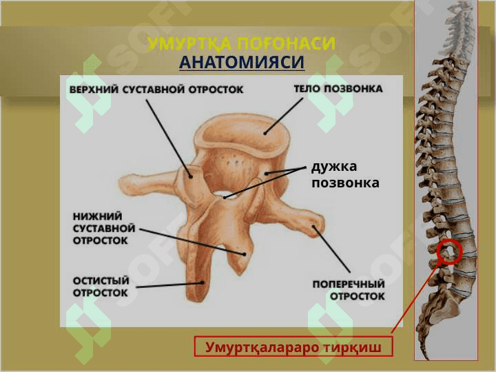 Умуртқа поғонаси остеохондрози 7