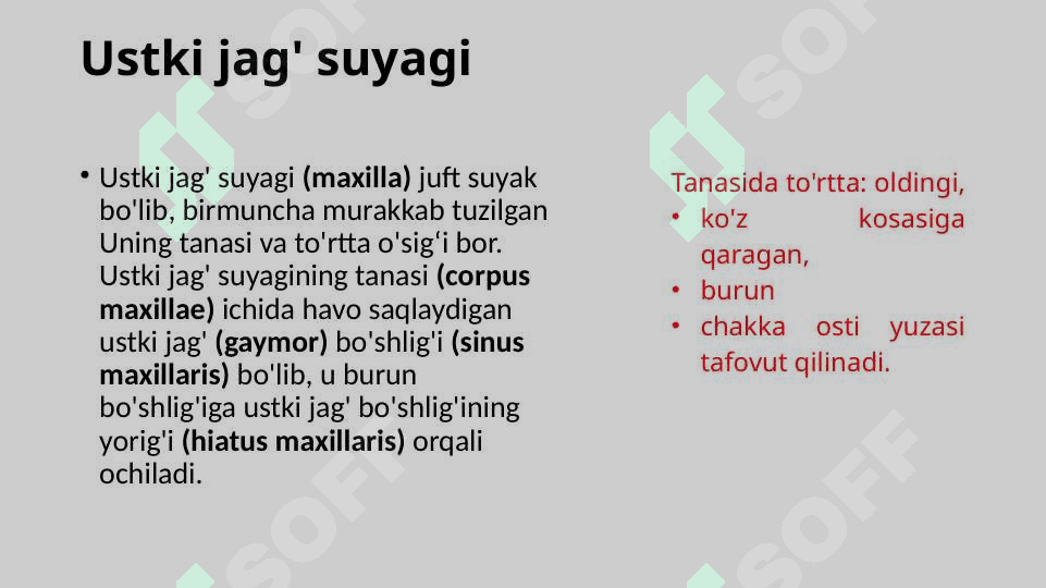Kalla suyagining yuz kismi suyaklari. Yuqori va pastki jag‘ suyagi.Yuz sohasidagi mayda suyaklari 3