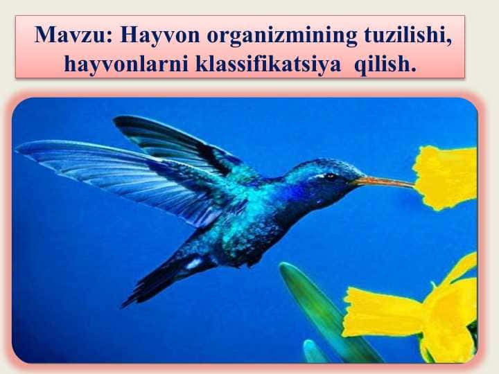 Hayvon organizmining tuzilishi, hayvonlarni klassifikatsiya  qilish