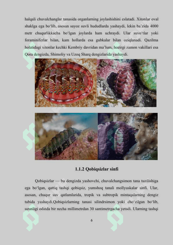 Molyusskalar  tipi sistematikasi filogenezi va ekologiyasi 6