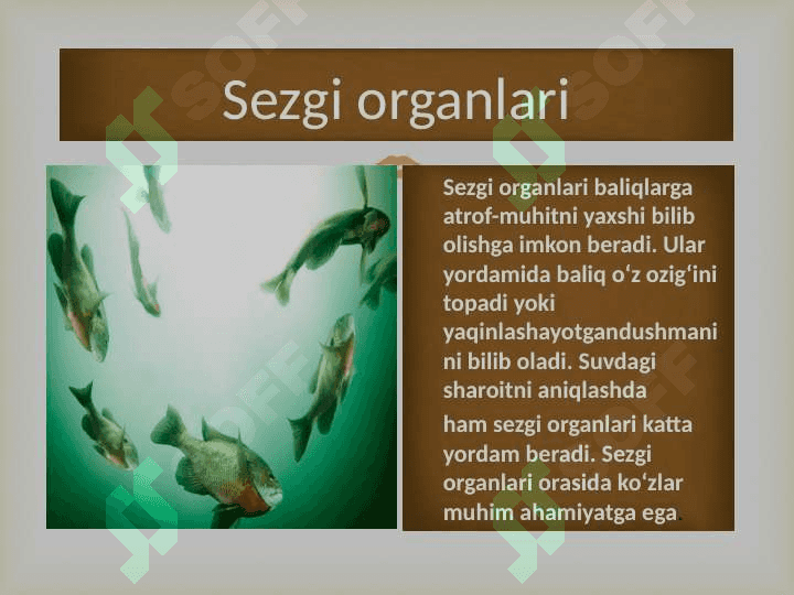 Baliqlarning nerv sistemasi va sezgi organalari 7