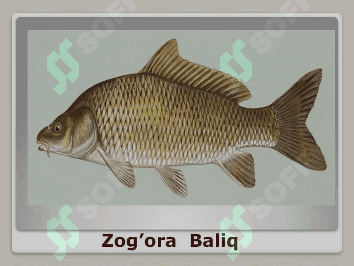 Baliqlar 6