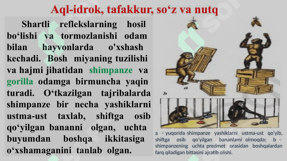 Aql-idrok, taffakur, so‘z va nutq 2