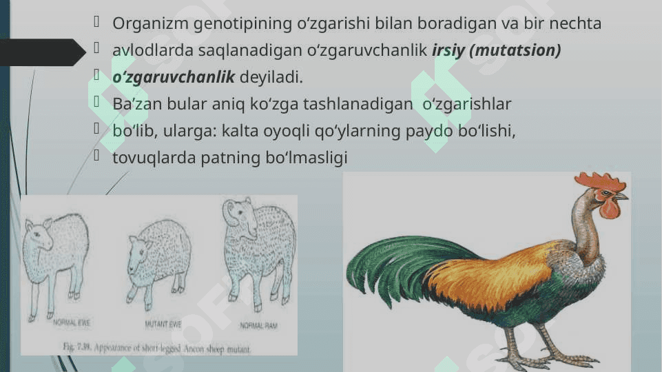 Mutatsion  (genotipik)  o`zgaruvchanlik 4