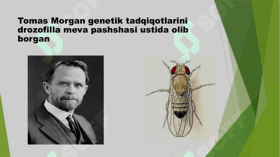 Jins genetikasi 2