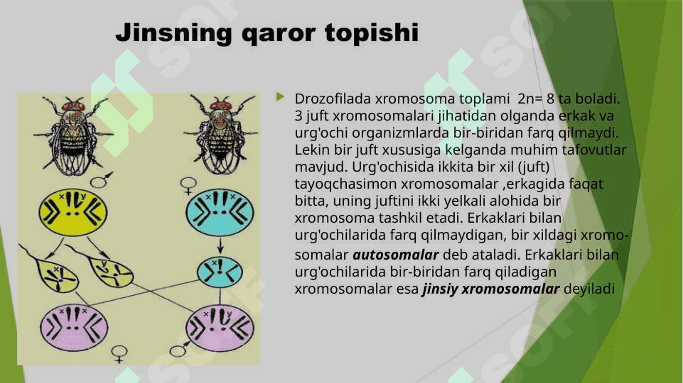 Jins genetikasi 4