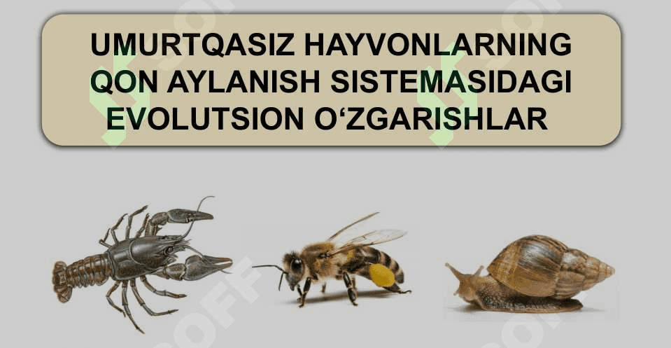 HAYVONLARNING QON AYLANISH ORGANLARI EVOLUTSIYASI 8