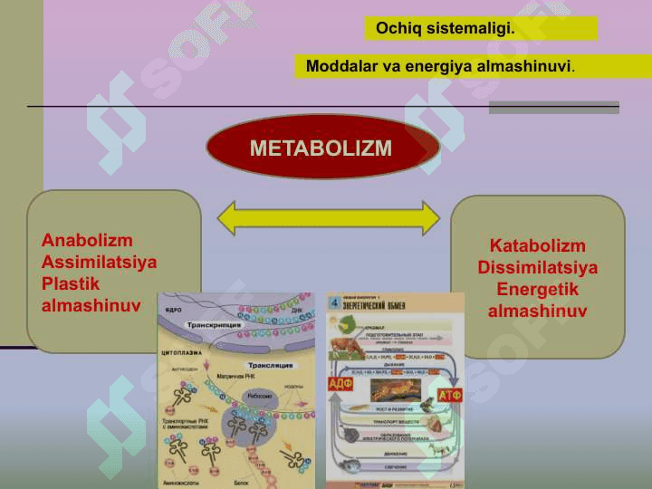 HAYOT MOHIYATI VA TIRIKLIKNING  XUSUSIYATLARI 7