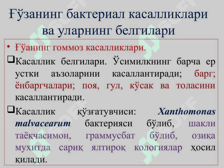 Ғўза ва донли экинларни бактерияли касалликлари ва уларга қарши кураш чоралари 2